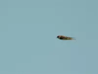 Foto: Oeverzwaluw [Riparia riparia] Zuid-Holland   